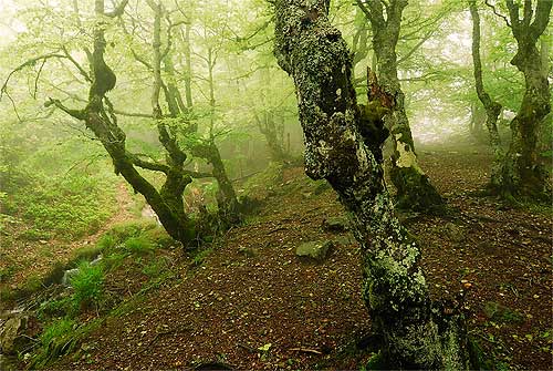 bosque