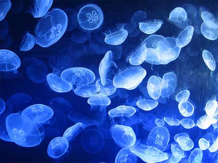 Medusas