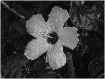 Capa de ajuste Blanco y negro