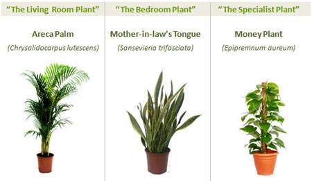 Tres plantas que purifican el aire Tres plantas que purifican el aire