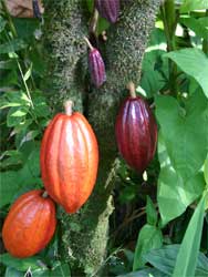 árbol de cacao