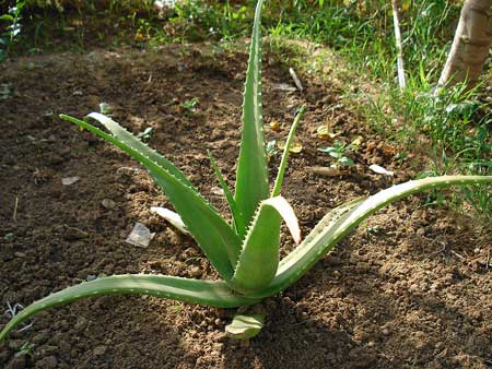 planta de aloe vera planta de aloe vera