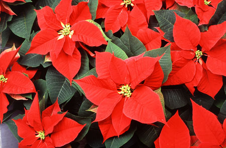 Poinsetia Poinsetia